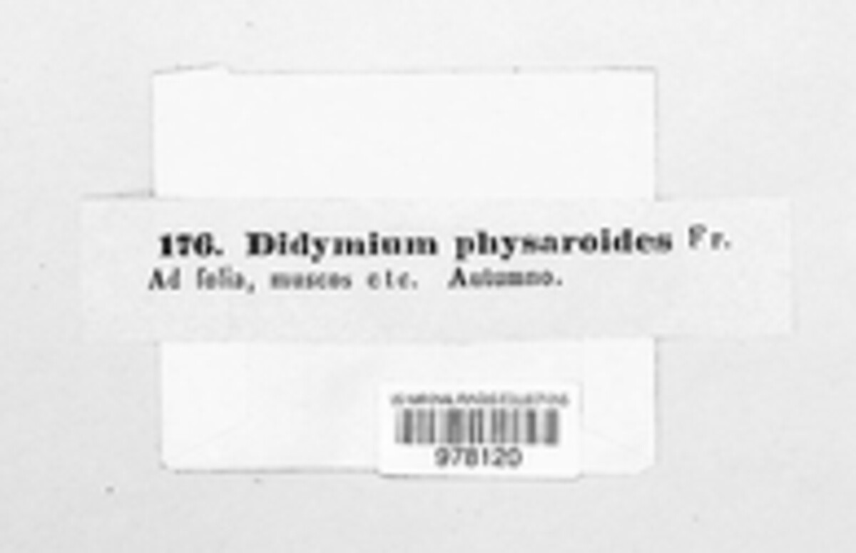 Didymium physaroides image